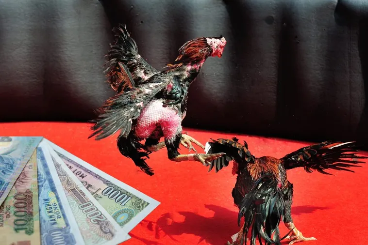 Bật Mí Cách Chơi Đá Gà Sabong Tại 8KBet Thắng Chắc 99% 1 Bật Mí Cách Chơi Đá Gà Sabong Tại 8KBet Thắng Chắc 99%